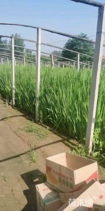 高度20厘米黄菖蒲