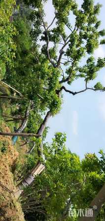 18公分红果冬青