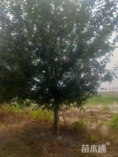 高度300厘米冬红果海棠