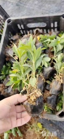 高度20厘米宿根福禄考