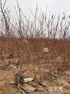 高度50厘米红叶李小苗