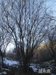 高度60厘米丛生茶条槭