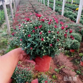 高度20厘米千头菊
