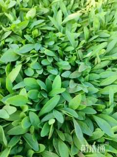 高度20厘米金鸡菊