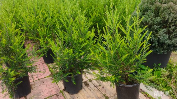 高度50厘米澳洲米花