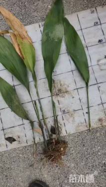 高度50厘米一叶兰