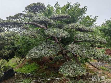 移栽苗造型罗汉松