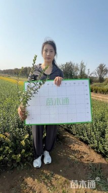 高度40厘米卫矛