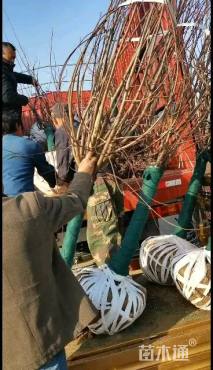 9公分榆叶梅