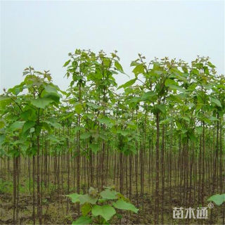 12公分梓树