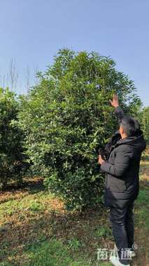 高度300厘米丛生桂花