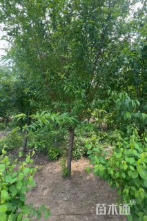 11公分桃树