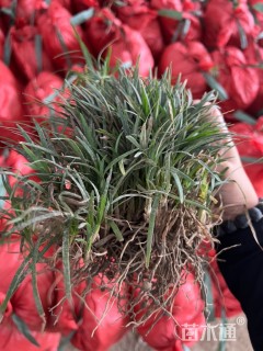 高度5厘米玉龙草
