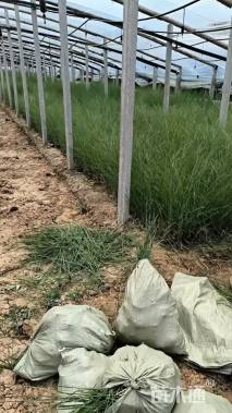 高度30厘米细叶芒