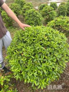 冠幅80厘米杜鹃球