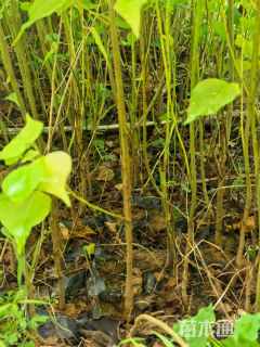 高度100厘米乌桕小苗