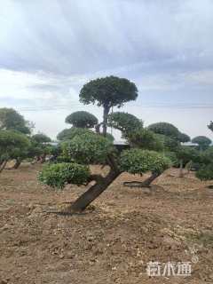 高度250厘米卫矛