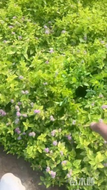 高度35厘米绣线菊