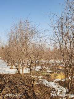 高度300厘米石榴