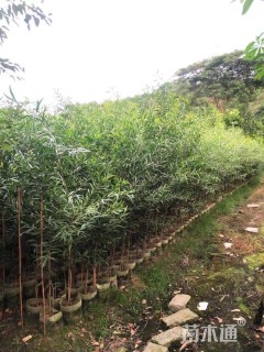 1公分台湾相思树