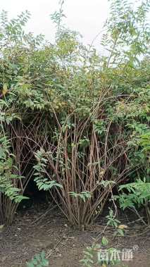 高度150厘米溲疏