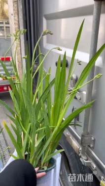 高度40厘米小苍兰