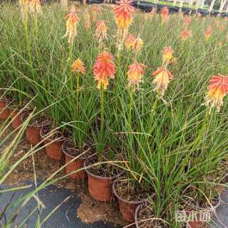 高度20厘米火炬花