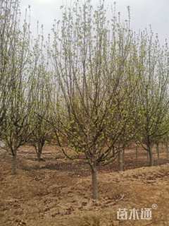 10公分八棱海棠