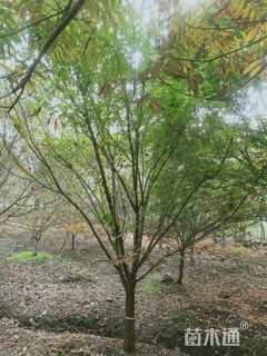 12公分鸡爪槭