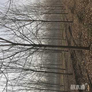 12公分白蜡