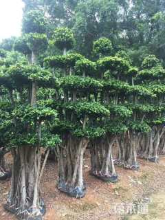 10公分造型小叶榕