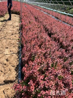 高度40厘米红叶小檗