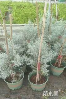 高度60厘米蓝冰柏