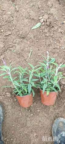 高度10厘米兰花鼠尾草