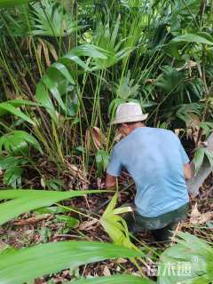 裸干高120厘米蒲葵