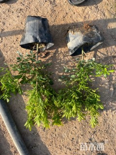 高度25厘米米兰