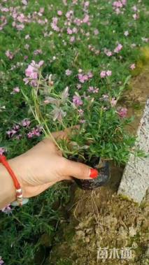 高度18厘米丛生福禄考