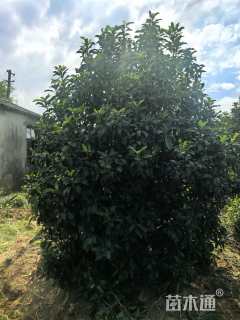 高度350厘米中华石楠