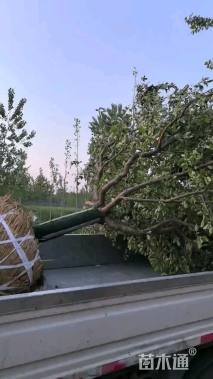 16公分绚丽海棠