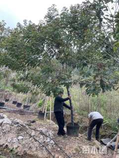 7公分黄花槐