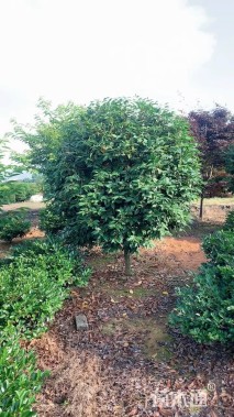 高度200厘米美人茶