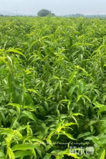 高度120厘米桃树小苗