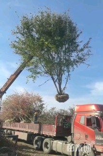 高度600厘米丛生三角枫