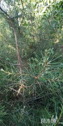 原生苗白皮松