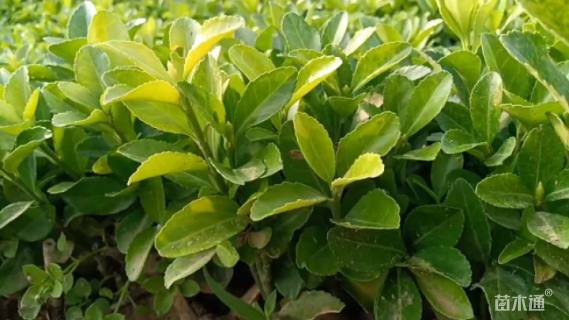 高度50厘米黄杨