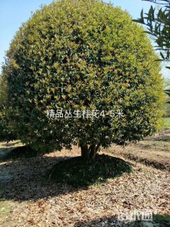 10公分桂花