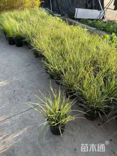 高度50厘米狼尾草