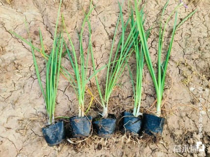 高度25厘米紫娇花