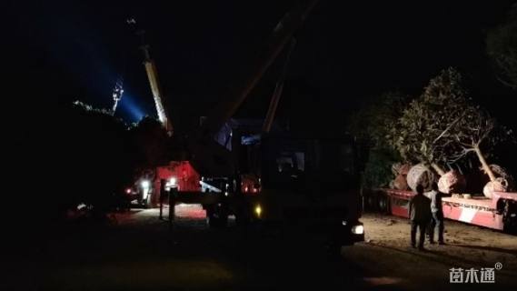 高度400厘米中华石楠