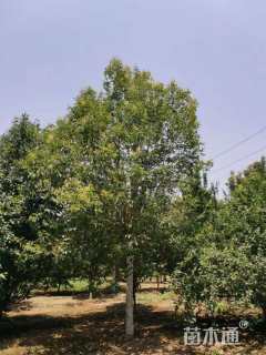 12公分大叶女贞